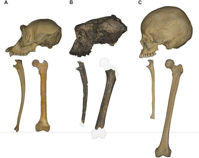 7 Milyon Yıllık Primat, İki Ayak Üstünde Yürüyen İlk Hominin Olabilir