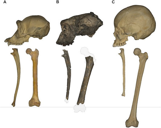 7 Milyon Yıllık Primat, İki Ayak Üstünde Yürüyen İlk Hominin Olabilir