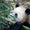 Çin İmparatorunun 2.000 Yıllık Mezarında Panda Bulundu