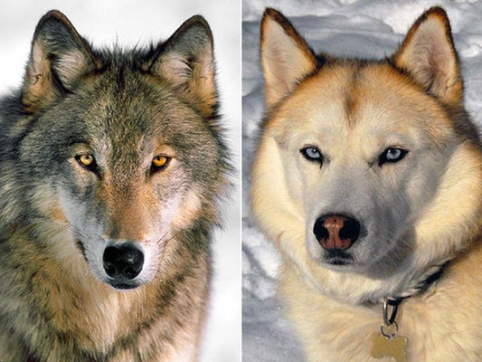Köpeklerin Evcilleşme Süreci Araştırılıyor
