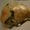 Neandertallerde Bilinen İlk Tüberküloz Vakası Keşfedildi