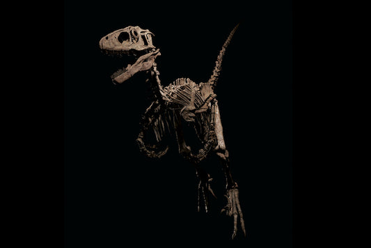Jurassic Park’ta Velociraptor’a İlham Veren Dinozor Satıldı