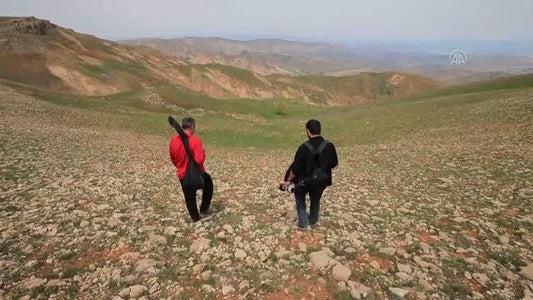 2 bin 340 rakımda tesadüfen keşfedilen böceğe 'Kürklü düğün' adı verildi