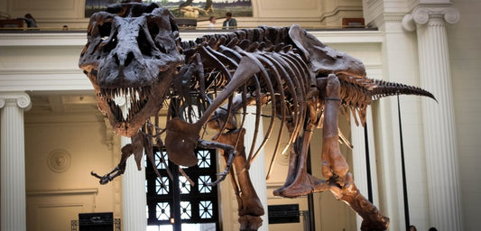 T-Rex'in zannedildiği kadar hızlı olmadığı ortaya çıktı