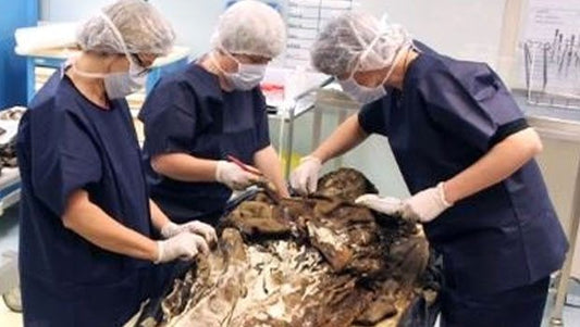 350 yıllık mumya herkesi şaşırttı!