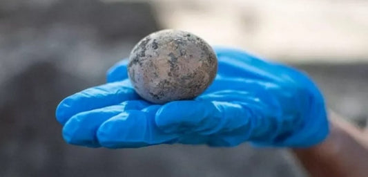 Arkeologlar bin yıllık tavuk yumurtası buldu