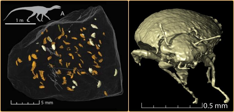 Dinozor dışkısında 230 milyon yıllık böcek bulundu: Triamyxa coprolithica