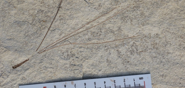 Seben Fosil Araştırma Ormanı ziyarete açılacak