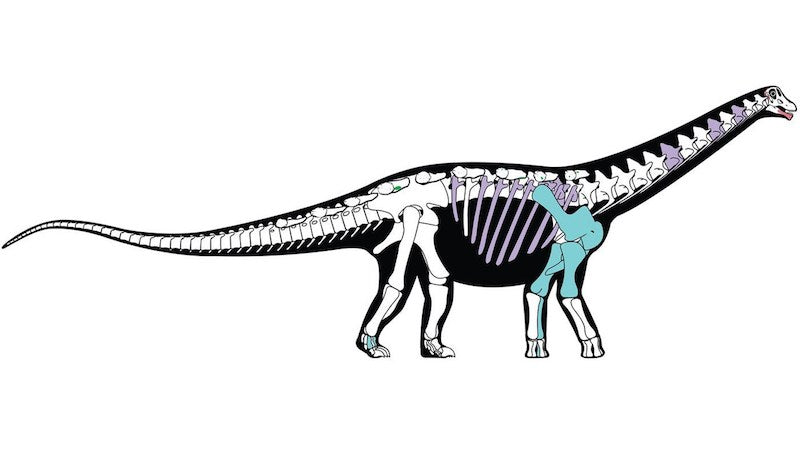 Mısır’da Yeni Bir Dinozor Türü Bulundu