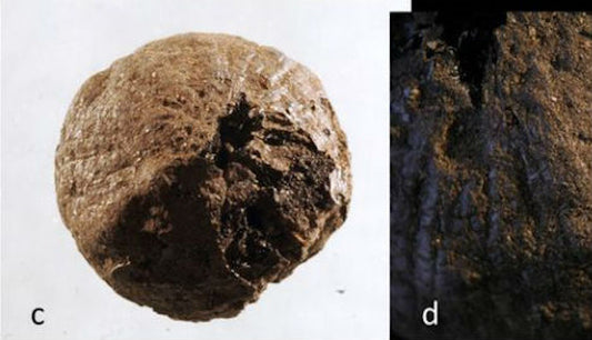 İsveç’te 1500 Yıllık Soğan Bulundu