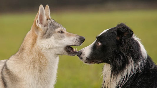 Köpekler İlk Tarımcılarla Beraber Avrasya’ya Yayılmış