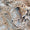 Konya’da 99 Milyon Yıllık Zengin Fosil Yatağı Bulundu