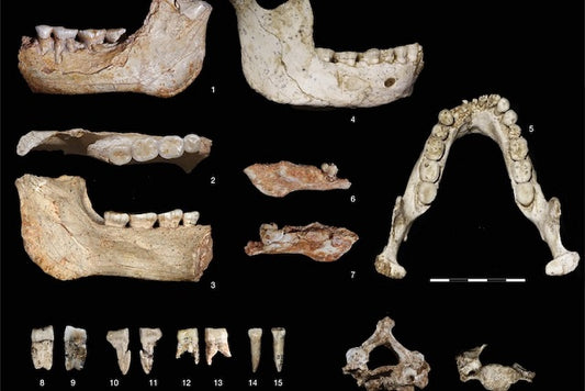 Neandertaller ile Olası Son Ortak Atamız Fas’ta Bulundu