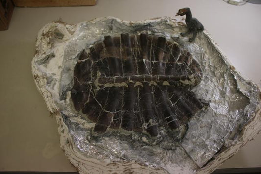 ABD'nin Wyoming eyaletinde, 11 yaşındaki bir çocuk kamu arazisinde 48 milyon yıllık bir kaplumbağa fosili keşfetti