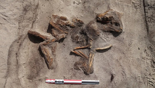 Arkeologlar Norveç'in Senja Adası'nda Kadın ve Köpeğine Ait 1.100 Yıllık Viking Tekne Mezarını Ortaya Çıkardı