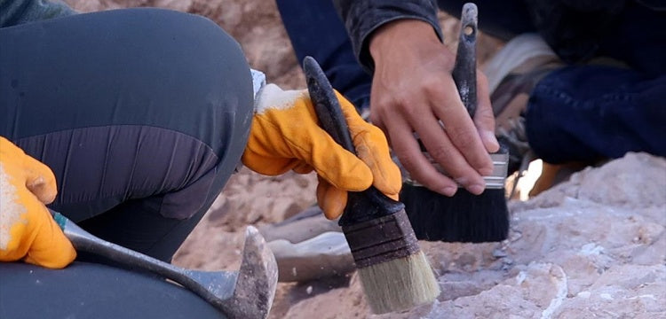476 bin yıllık kütüklere göre Dünya'nın en eski yapısı Zambiya'da keşfedilmiş olabilir