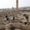 Harran'daki medrese planı Selçuklu medreselerinden çok farklı özellikler taşıyor