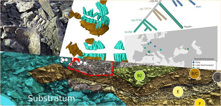 Avrupa’da En Az İki Farklı Geç Neandertal Soyunun Varlığı Ortaya Çıktı