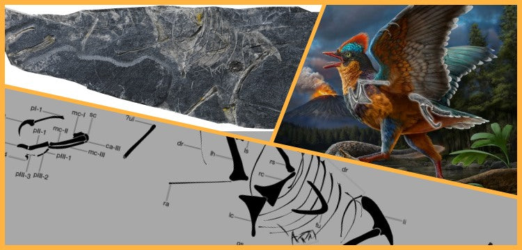 Kanatlıların en eski akrabalarından biri Çin'de keşfedildi: Baminornis zhenghensis