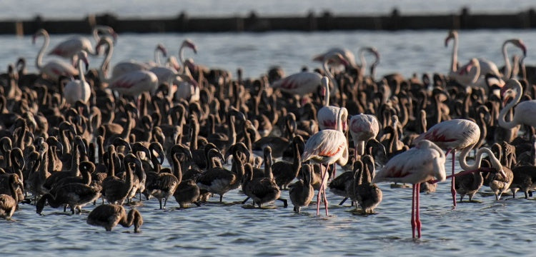 Gediz Deltası'ndaki flamingo kreşindeki yavrular kanat çırpmaya hazırlanıyor