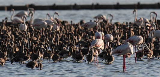 Gediz Deltası'ndaki flamingo kreşindeki yavrular kanat çırpmaya hazırlanıyor