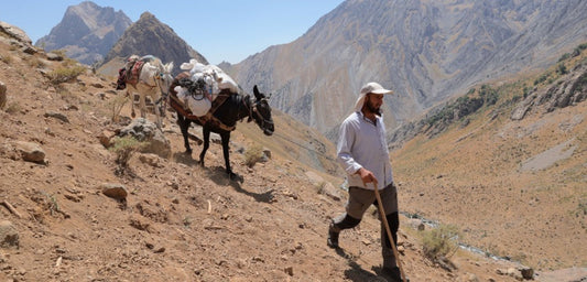 Hakkari'de Katırlar Dağcıların Hizmetine Koşuyor