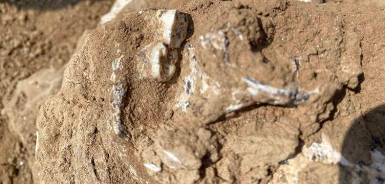 Afrika dışındaki en eski insansı Gürcistan'da bulundu: 1.8 milyon yıllık insan çenesi