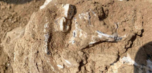 Afrika dışındaki en eski insansı Gürcistan'da bulundu: 1.8 milyon yıllık insan çenesi