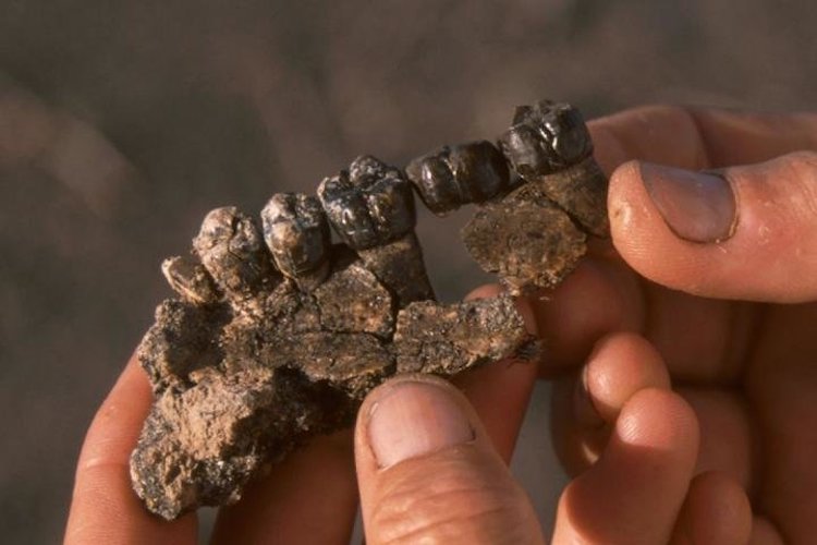Antik DNA Yokluğunda Antik Şeker Molekülü İnsan Evrimini Aydınlatabilir