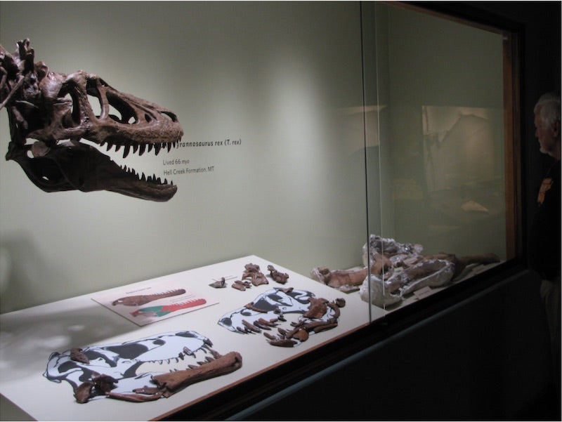 Bilinen Tek Yavru T. rex eBay’de Satışa Çıktı