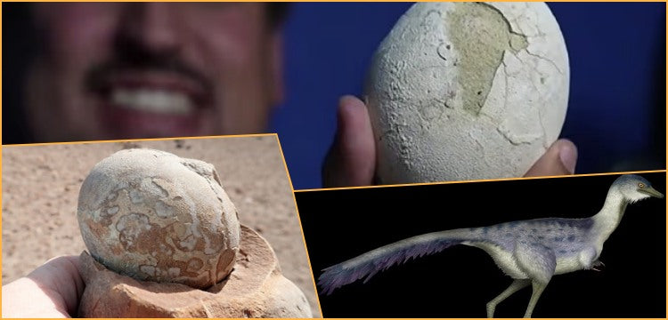 Patagonya’da bulunan 70 milyon yıllık dinozor yumurtasında embrio aranacak