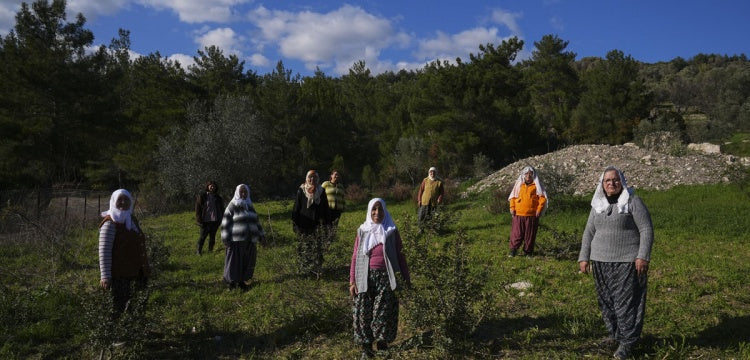 İzmir Karaburun’da Sakız Ağacı Yeniden Yeşeriyor