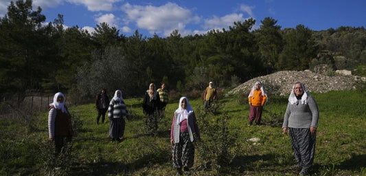 İzmir Karaburun’da Sakız Ağacı Yeniden Yeşeriyor