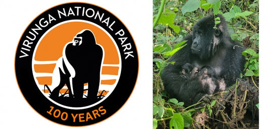Kongo Virunga Ulusal Parkı’nda Nadir Doğum: Dağ Gorillerinde İkiz Sevinci