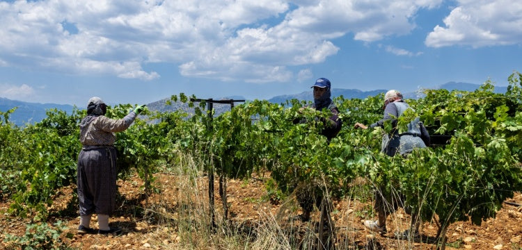 Toroslar'ın Kayıp Üzümleri 25 Yıllık Araştırmayla Yeniden Gün Yüzüne Çıktı