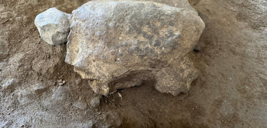 Bilecik'te Epipaleolitik Döneme Ait 25 Kaplumbağa Heykelciği Bulundu