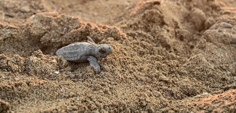 Antalya sahillerinde yeni caretta caretta yavruları hayata merhaba diyor
