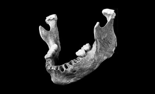 40.000 Yıllık Avrupalının Dört Kuşak Önceki Atası Neandertal Olabilir