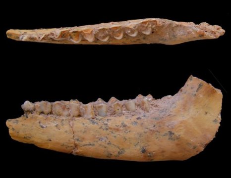 Homo sapiensin yaşı 100.000 yıl daha geriye gitti: Atalarımızın beslendiği av hayvanları ortaya çıkardı