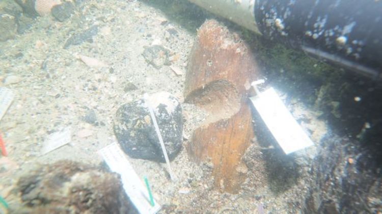 Florida Kıyısında 7.000 Yıllık Yerli Mezarlığı Bulundu