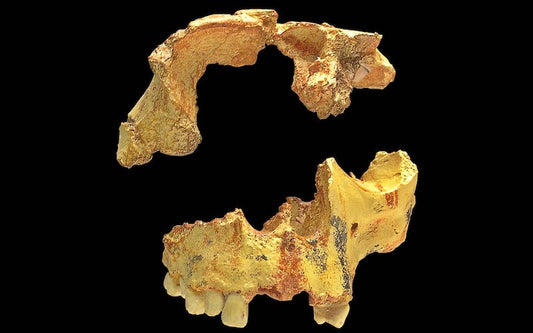 Homininler Kolay Olduğu için Yamyamlık Yapmış