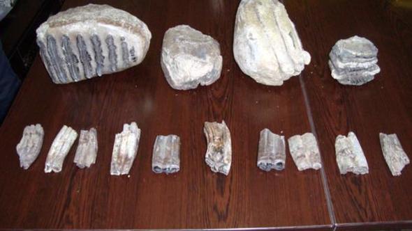 2 milyon yıllık mamut fosilleri, Samsun Şehir Müzesi’ni bekliyor