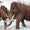 Mamut ve Neandertallerin Ortak Genetik Özellikleri Olabilir