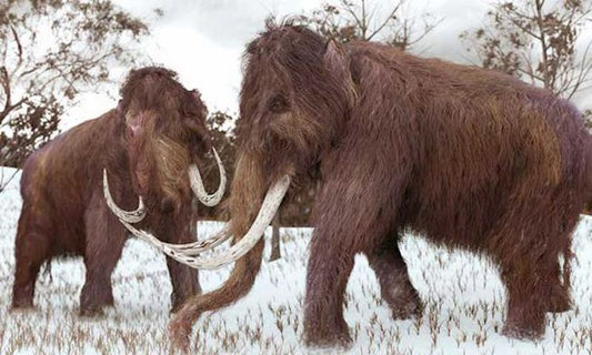 Mamut ve Neandertallerin Ortak Genetik Özellikleri Olabilir