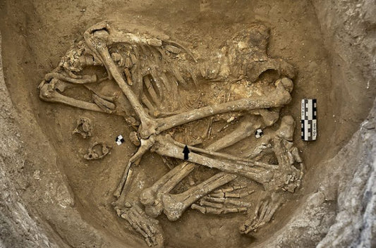 Çatalhöyük’te Hastalık ve Şiddet İzleri Bulundu