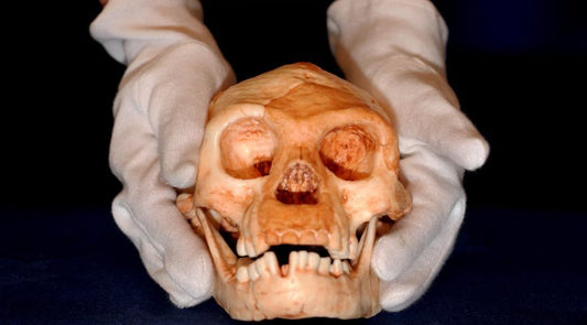 Homo floresiensis için çarpıcı araştırma: 1 metrelik insanlar atamız mı?