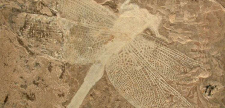 Doğu Türkistan'da 200 milyon yıllık dev yusufçuk foslili bulundu