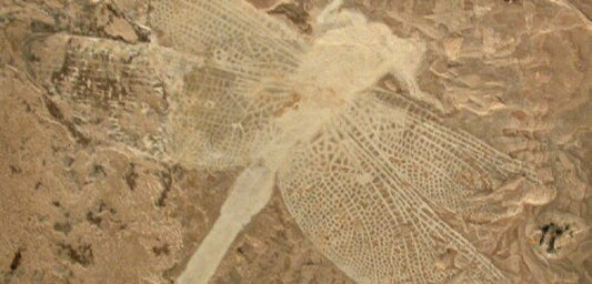 Doğu Türkistan'da 200 milyon yıllık dev yusufçuk foslili bulundu
