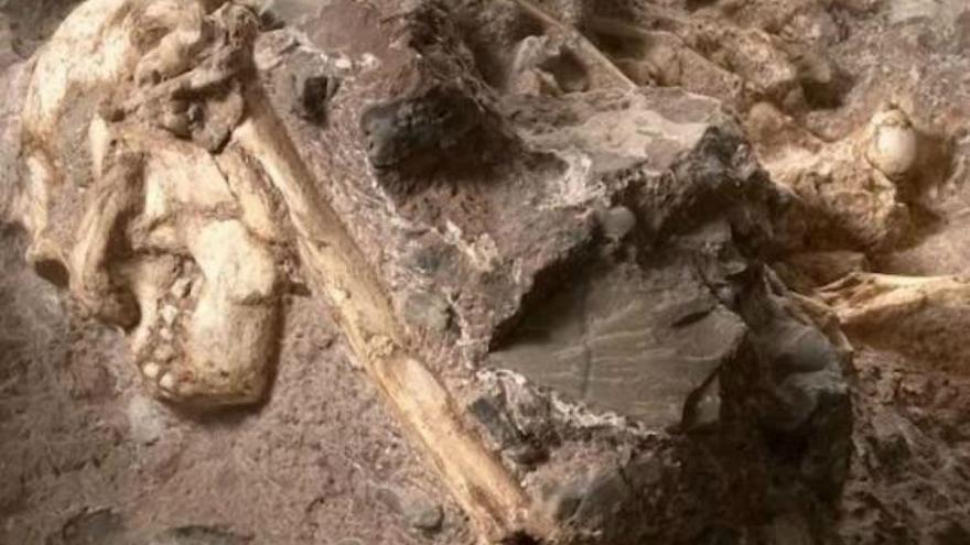 Evrimin eksik halkalarından biri bulundu: Yarı maymun yarı insan beyinli fosil