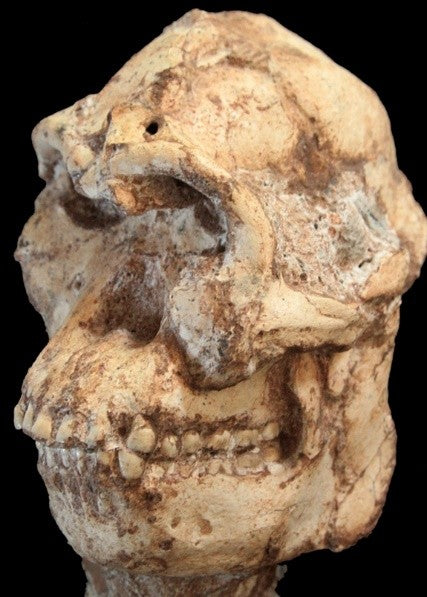 Lucy’nin Atası ‘Little Foot’ 3.67 Milyon Yaşında Çıktı